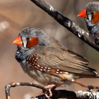 Zebra Finch